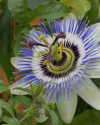 Passiflora 1